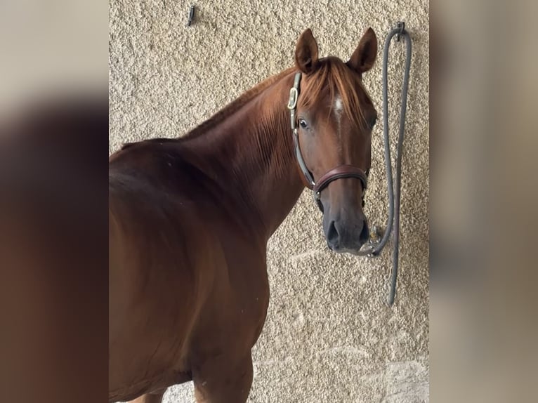 Pura Raza Árabe Caballo castrado 6 años 155 cm Alazán rojizo in Penthaz