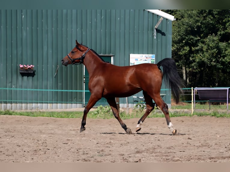 Pura Raza Árabe Caballo castrado 6 años 155 cm Castaño in Wapse
