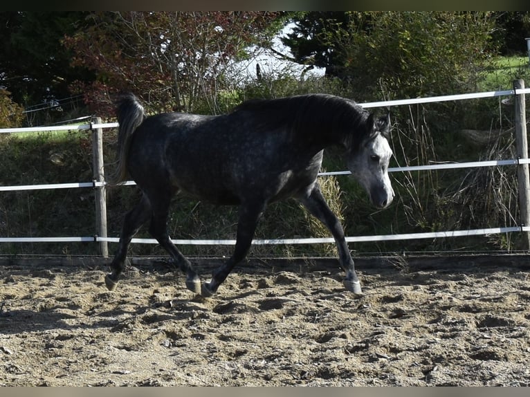 Pura Raza Árabe Caballo castrado 6 años 155 cm Tordo rodado in Penne dAgenais