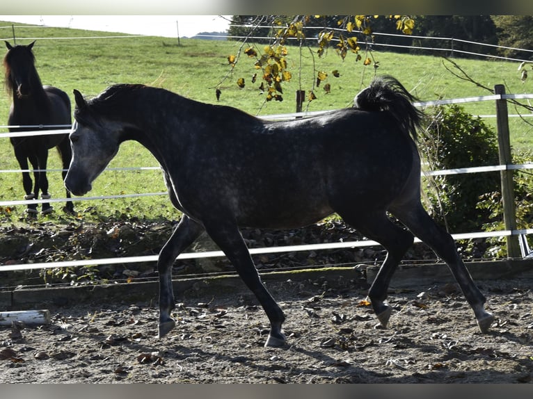 Pura Raza Árabe Caballo castrado 6 años 155 cm Tordo rodado in Penne dAgenais