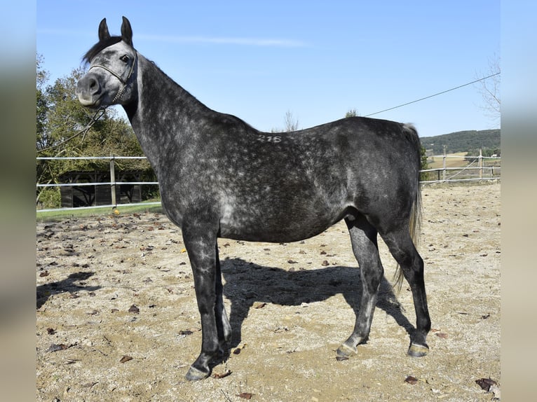 Pura Raza Árabe Caballo castrado 6 años 155 cm Tordo rodado in Penne dAgenais