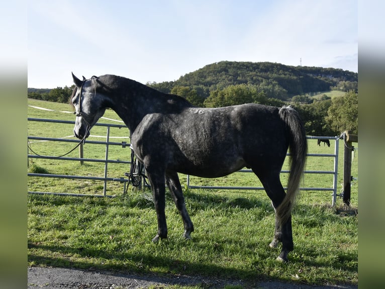 Pura Raza Árabe Caballo castrado 6 años 155 cm Tordo rodado in Penne dAgenais