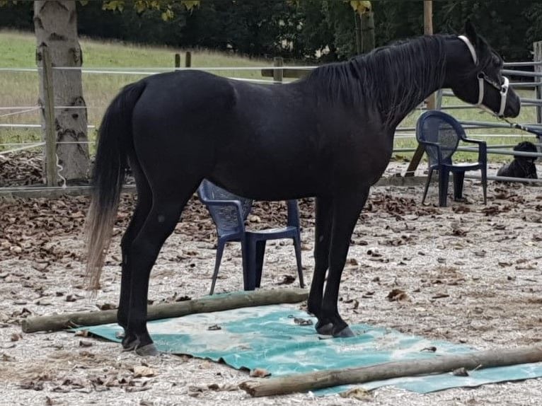 Pura Raza Árabe Caballo castrado 6 años 155 cm Tordo rodado in Penne dAgenais