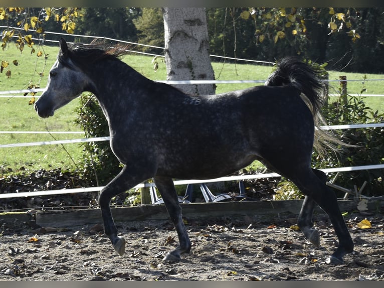 Pura Raza Árabe Caballo castrado 6 años 155 cm Tordo rodado in Penne dAgenais