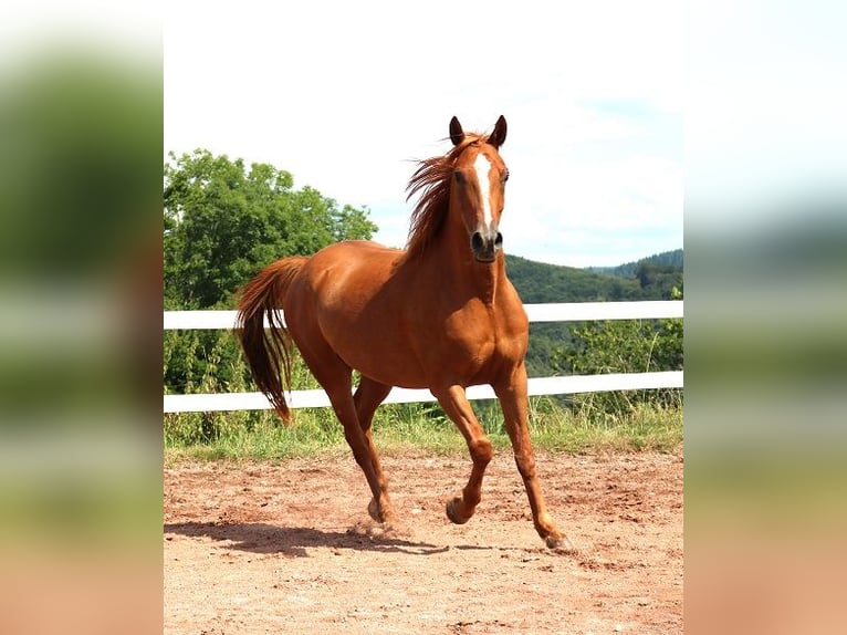 Pura Raza Árabe Caballo castrado 6 años 156 cm Alazán in M&#xF6;rsdorf