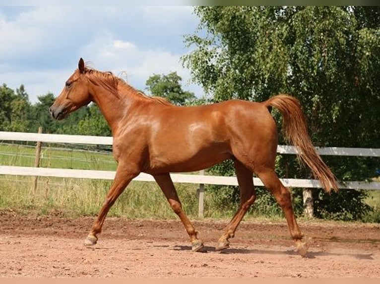 Pura Raza Árabe Caballo castrado 6 años 156 cm Alazán in M&#xF6;rsdorf