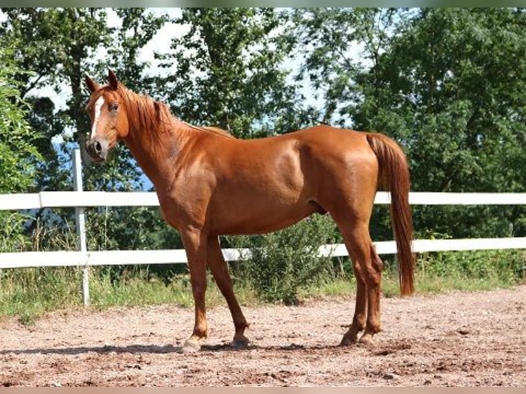 Pura Raza Árabe Caballo castrado 6 años 156 cm Alazán in M&#xF6;rsdorf