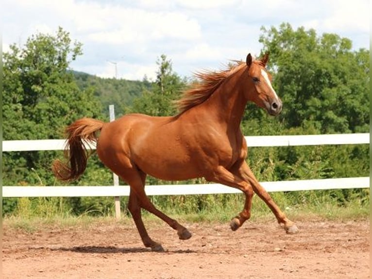Pura Raza Árabe Caballo castrado 6 años 156 cm Alazán in M&#xF6;rsdorf