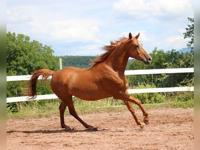 Pura Raza Árabe Caballo castrado 6 años 156 cm Alazán in M&#xF6;rsdorf