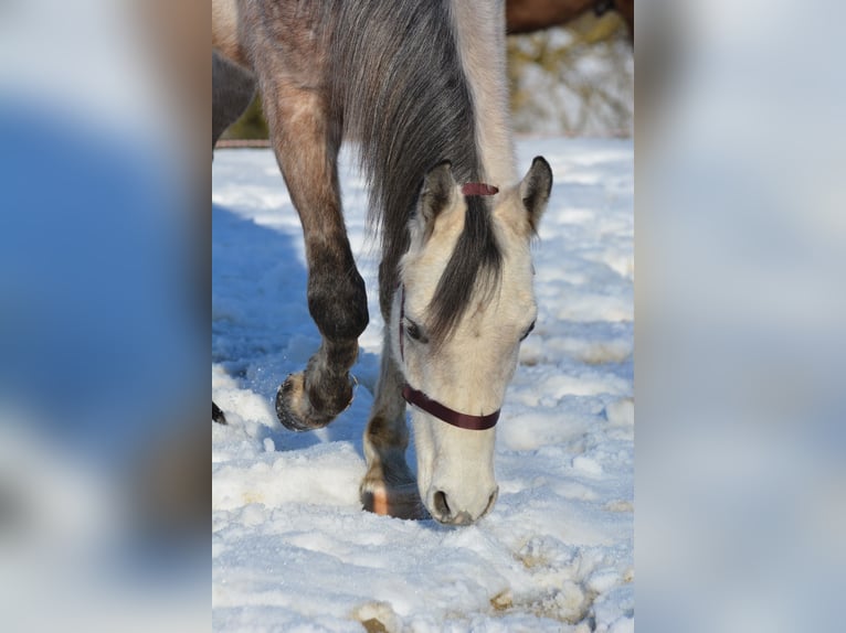 Pura Raza Árabe Caballo castrado 6 años 156 cm Tordo rodado in Hartkirchen