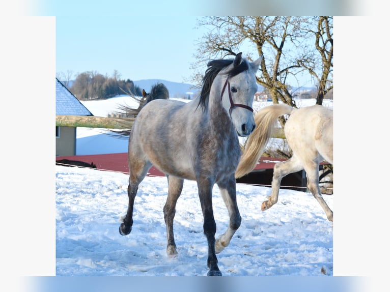 Pura Raza Árabe Caballo castrado 6 años 156 cm Tordo rodado in Hartkirchen