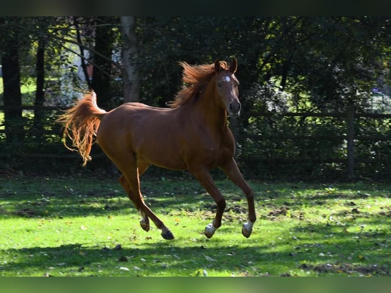 Pura Raza Árabe Caballo castrado 6 años 157 cm Alazán rojizo in Pyskocely