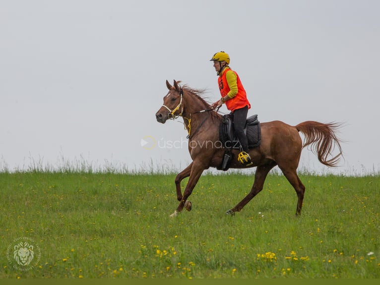 Pura Raza Árabe Caballo castrado 6 años 157 cm Alazán rojizo in Pyskocely