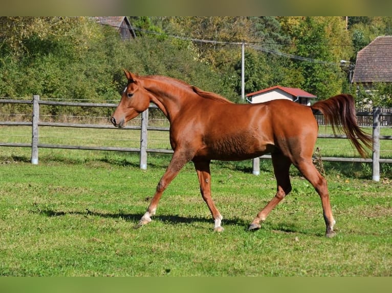 Pura Raza Árabe Caballo castrado 6 años 157 cm Alazán rojizo in Pyskocely