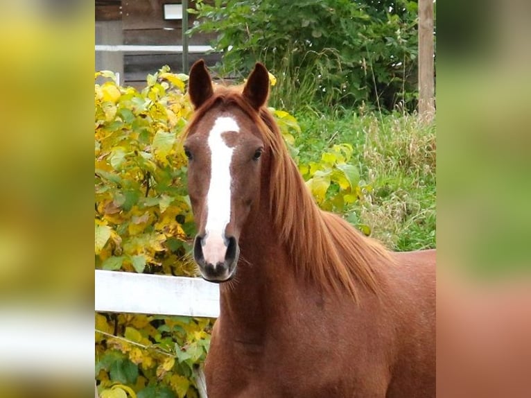 Pura Raza Árabe Caballo castrado 6 años 157 cm Rabicano in Freiamt