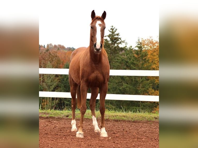 Pura Raza Árabe Caballo castrado 6 años 157 cm Rabicano in Freiamt