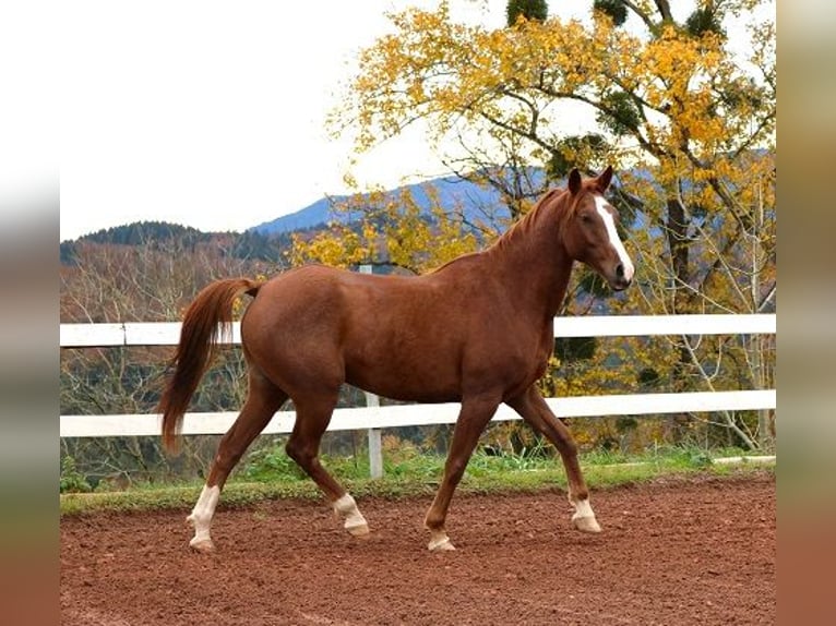 Pura Raza Árabe Caballo castrado 6 años 157 cm Rabicano in Freiamt