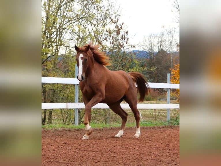 Pura Raza Árabe Caballo castrado 6 años 157 cm Rabicano in Freiamt