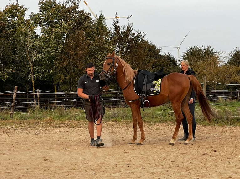 Pura Raza Árabe Caballo castrado 6 años 158 cm Alazán in Gangelt