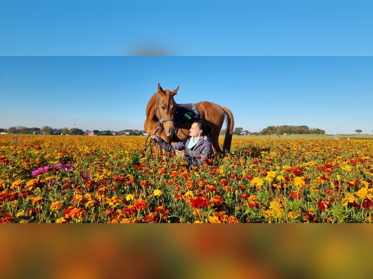 Pura Raza Árabe Caballo castrado 6 años 158 cm Alazán in Gangelt