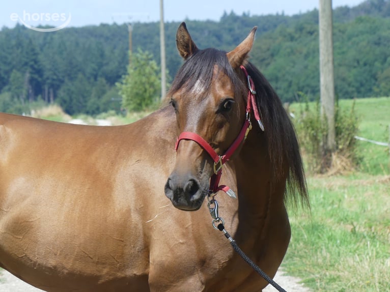 Pura Raza Árabe Caballo castrado 6 años 158 cm Castaño oscuro in Herzberg am Harz