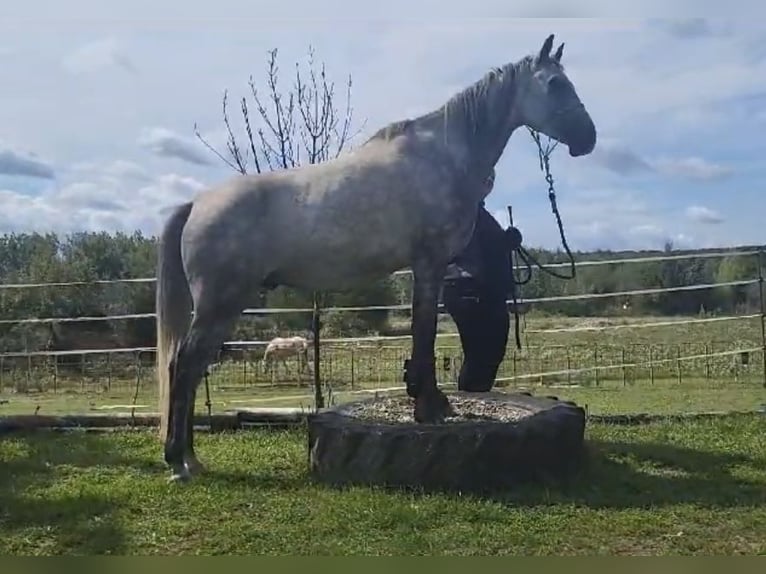 Pura Raza Árabe Caballo castrado 6 años 158 cm Tordo rodado in Müllheim