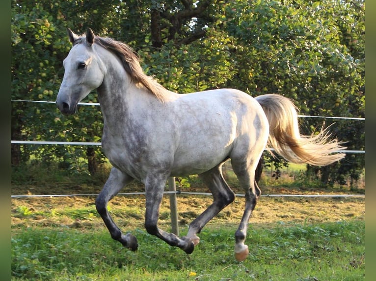 Pura Raza Árabe Caballo castrado 6 años 158 cm Tordo rodado in Müllheim