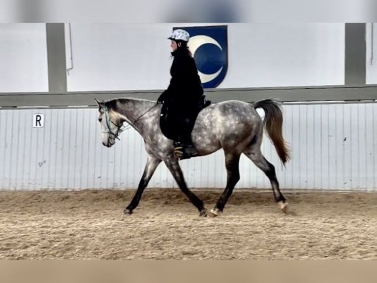 Pura Raza Árabe Caballo castrado 6 años 158 cm Tordo rodado in Müllheim