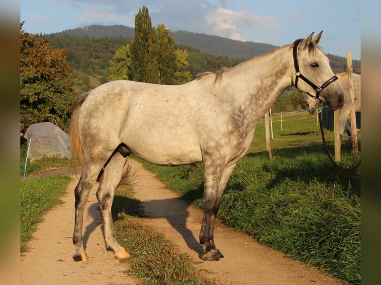 Pura Raza Árabe Caballo castrado 6 años 158 cm Tordo rodado in Müllheim