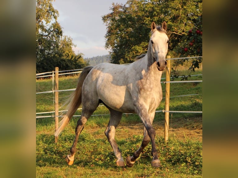 Pura Raza Árabe Caballo castrado 6 años 158 cm Tordo rodado in Müllheim