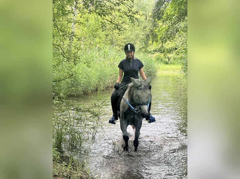 Pura Raza Árabe Caballo castrado 6 años 158 cm Tordo rodado in Müllheim