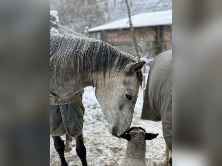 Pura Raza Árabe Caballo castrado 6 años 158 cm Tordo rodado in Müllheim