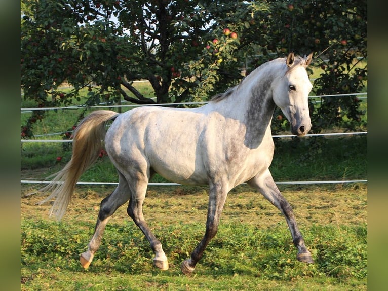 Pura Raza Árabe Caballo castrado 6 años 158 cm Tordo rodado in Müllheim