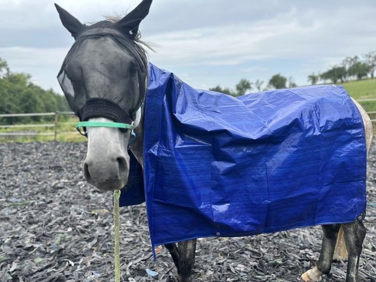 Pura Raza Árabe Caballo castrado 6 años 158 cm Tordo rodado in Müllheim