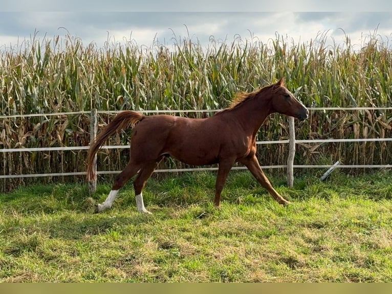 Pura Raza Árabe Caballo castrado 6 años 160 cm Alazán in Reinach AG