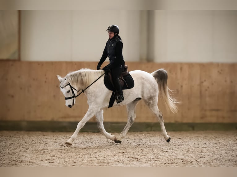 Pura Raza Árabe Caballo castrado 6 años 160 cm Tordo in Kempten