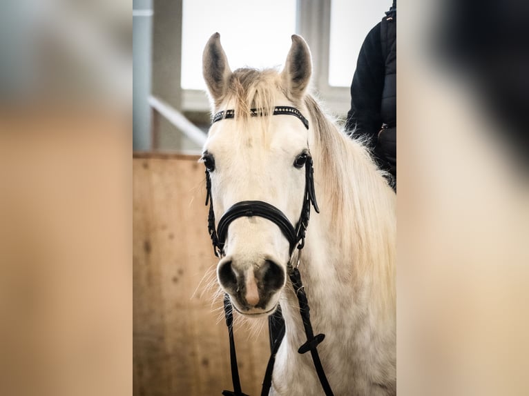 Pura Raza Árabe Caballo castrado 6 años 160 cm Tordo in Kempten