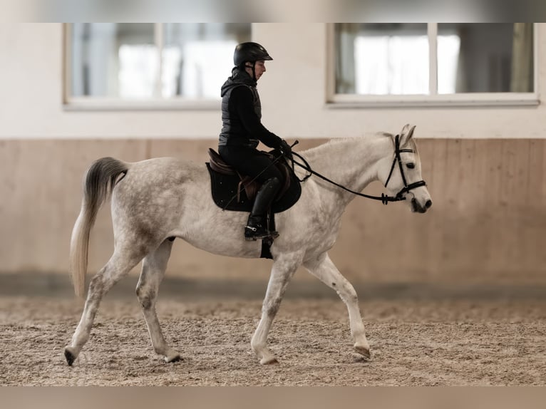 Pura Raza Árabe Caballo castrado 6 años 160 cm Tordo in Kempten