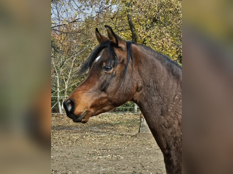Pura Raza Árabe Caballo castrado 6 años 162 cm Castaño oscuro in Zalaapàti