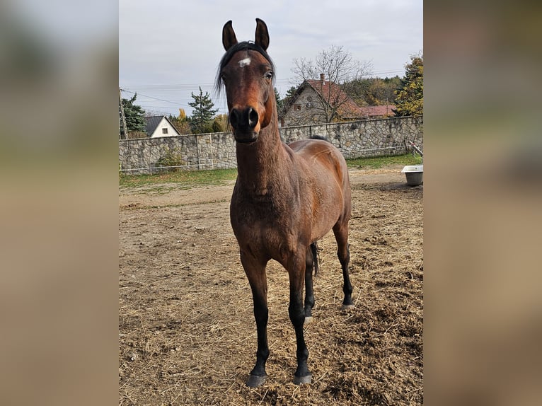 Pura Raza Árabe Caballo castrado 6 años 162 cm Castaño oscuro in Zalaapàti