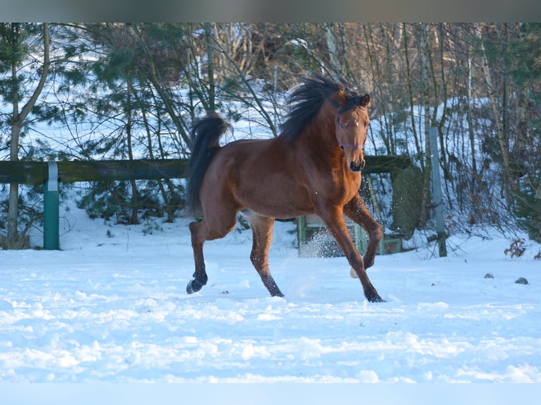 Pura Raza Árabe Caballo castrado 6 años 163 cm Castaño in Hartkirchen