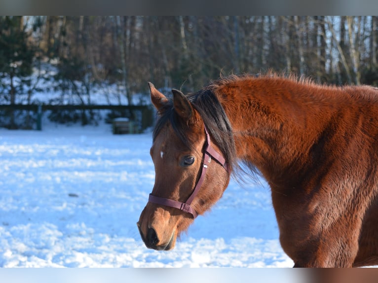 Pura Raza Árabe Caballo castrado 6 años 163 cm Castaño in Hartkirchen