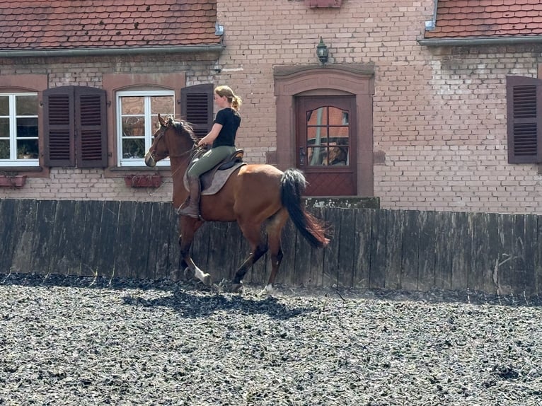 Pura Raza Árabe Caballo castrado 6 años 163 cm Castaño in Mandelbachtal