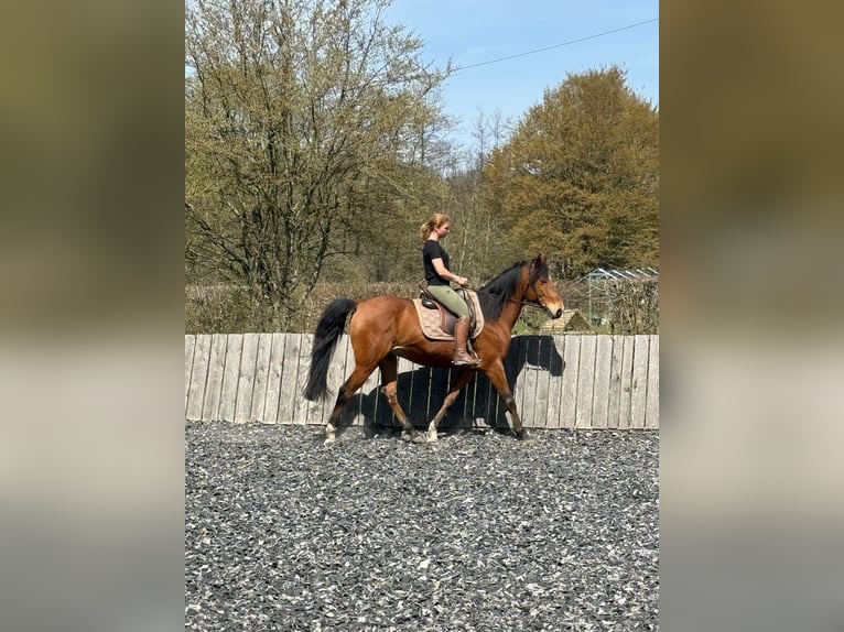 Pura Raza Árabe Caballo castrado 6 años 163 cm Castaño in Mandelbachtal