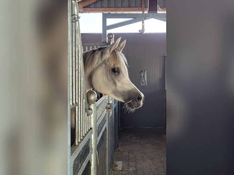 Pura Raza Árabe Caballo castrado 6 años 163 cm Tordo in Haren