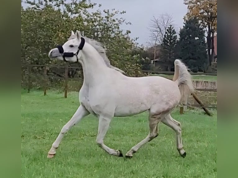 Pura Raza Árabe Caballo castrado 6 años 163 cm Tordo in Haren