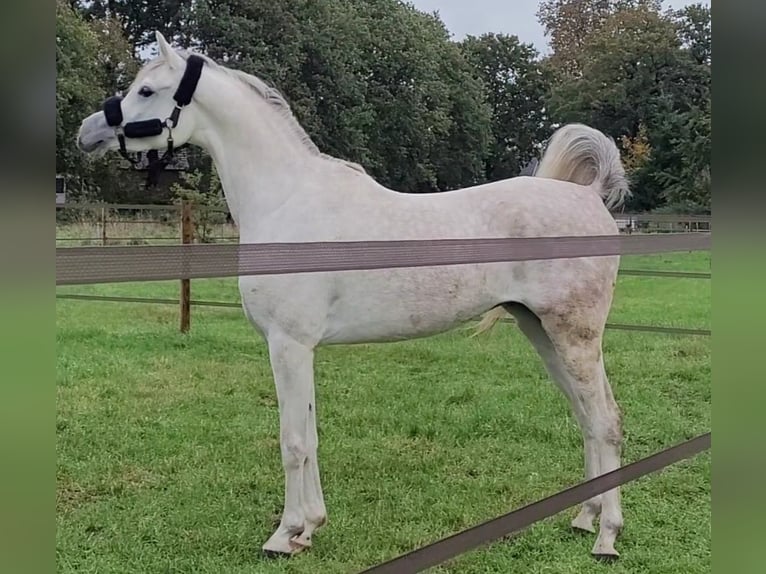 Pura Raza Árabe Caballo castrado 6 años 163 cm Tordo in Haren