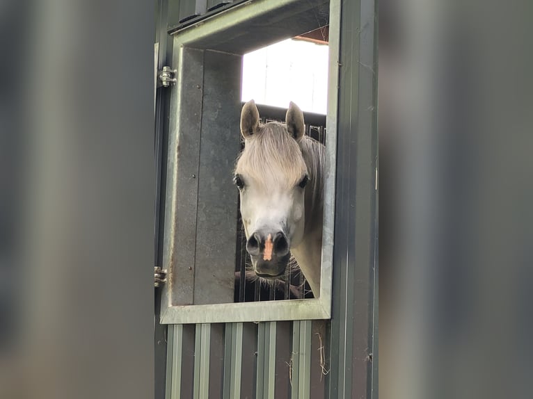 Pura Raza Árabe Caballo castrado 6 años 163 cm Tordo in Haren