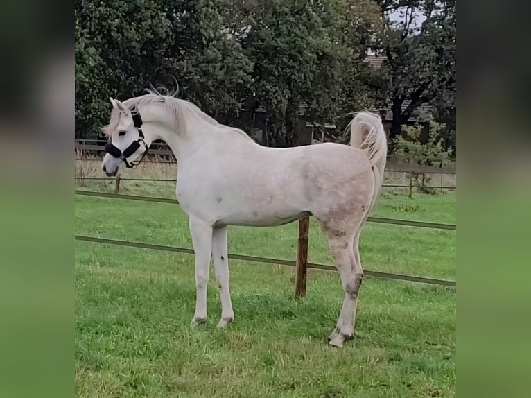 Pura Raza Árabe Caballo castrado 6 años 163 cm Tordo in Haren