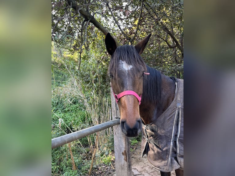 Pura Raza Árabe Caballo castrado 6 años 165 cm Castaño in Cavalaire-sur-Mer